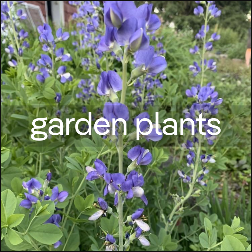 plant.id AI Plant Identification API by kindwise